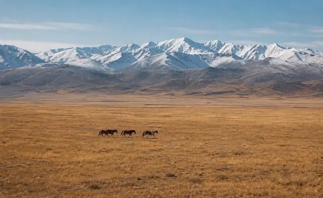 Курайская степь